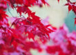 Herbstferien Praxisurlabu