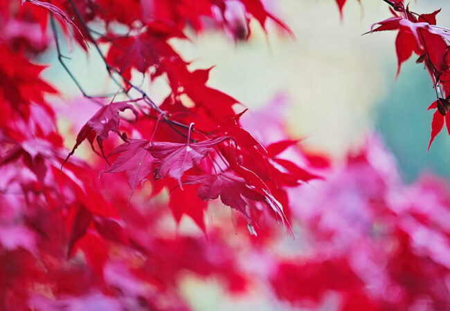 Herbst Herbstferien Praxisurlabu