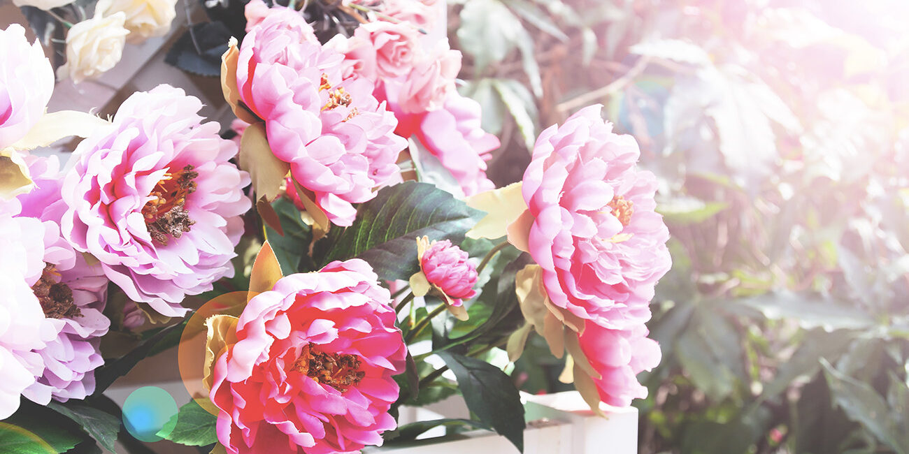 Praxisurlaub zu Pfingsten Pfingstrosen