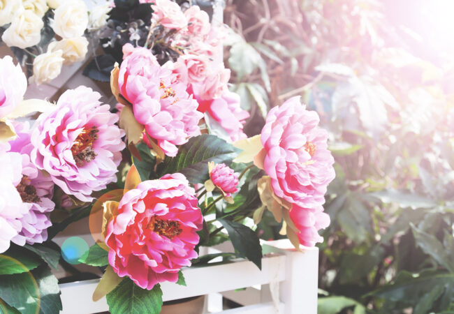 Praxisurlaub zu Pfingsten Pfingstrosen